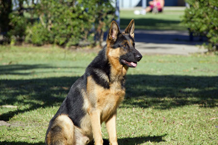 puppy training brisbane 5